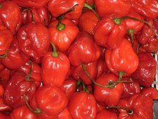 Semi habanero rosso - habanero,