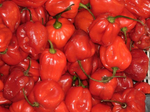 Semi habanero rosso - semi,