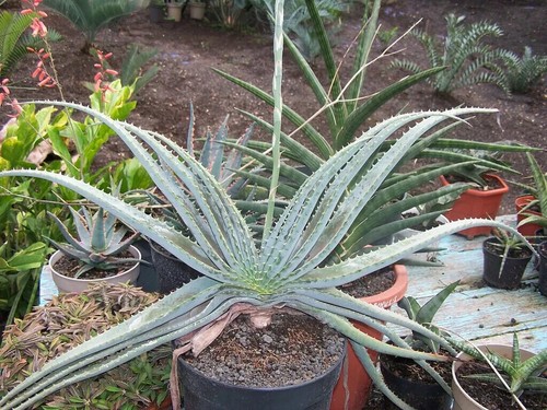 Semi aloe suprafoliata - 10, di