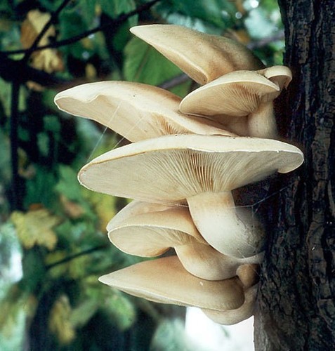 Hypsizygus ulmarius olmo