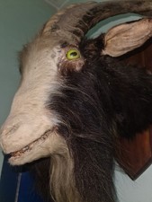 Testa Di Cspra Imbalsamata 90x50x40