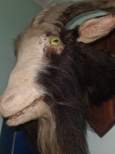 Testa cspra imbalsamata - testa,