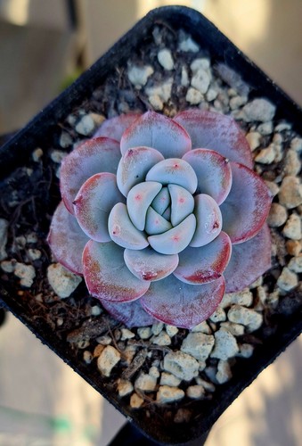 Echeveria werther poco - werther,,
