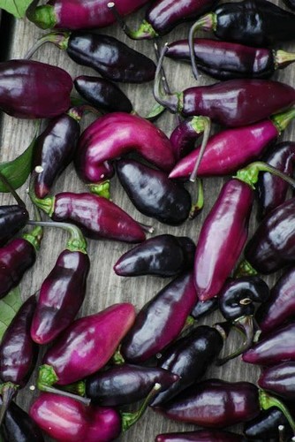 Peperoncino pimenta neyde - peperoncino,