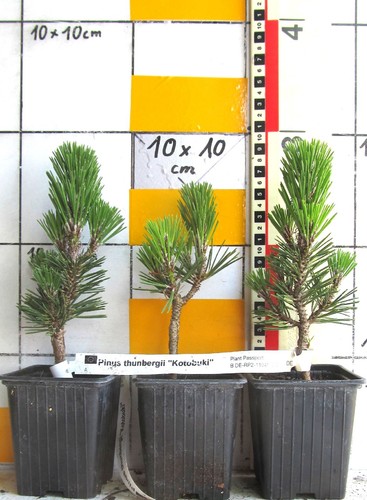 Pinus thunb kotobuki - pinus, ++kotobuki++
