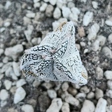 Astrophytum myriostigma Onzuka