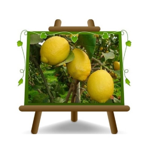 Agrumi limone zagara bianca - agrumi,