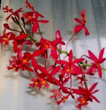 Epidendrum radicans