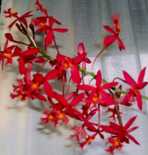 Epidendrum radicans