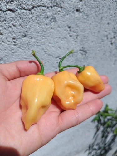 Semi peperoncino - 15, di