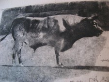 Original Etching 15" X 17"