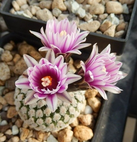 Semi turbinicarpus - semi/semi,