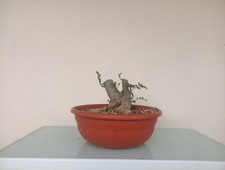BONSAI FRASSINO