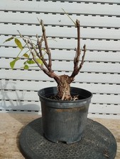 pre bonsai di glicine