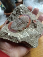 QUALITY FOSSILS Fosil