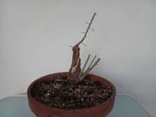PRE BONSAI CRATAEGUS MONOGYNA 