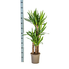 Yucca Elephantipes Ø21 cm -