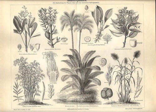 Stampa antica piante uso - antica,