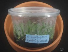 FIASCHETTA Sofronite wittigiana (2450)