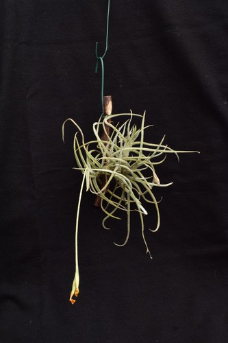 Tillandsia crocata