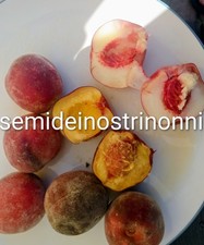 5 Semi Pesca  Della Vigna Mix Polpa Gialla E Bianca Antica Varietà 