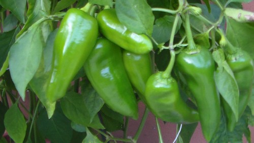 Semi peperoni - 30, di