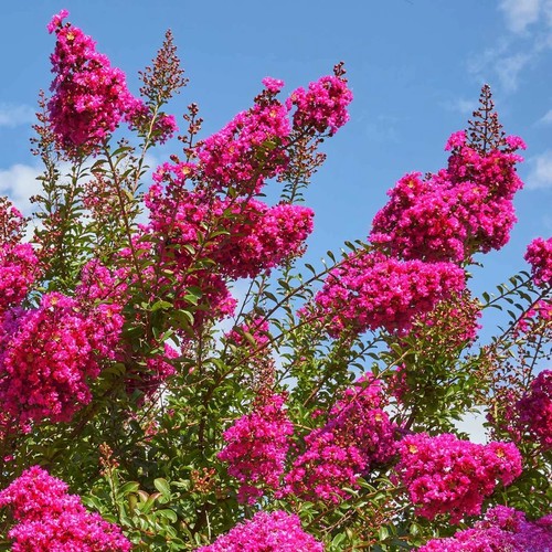 Lagerstroemia indica pianta - , in