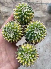 Pianta di cactus succulenta