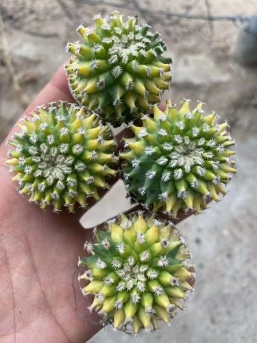 Pianta cactus succulenta - pianta,