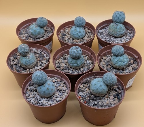 Tephrocactus geometricus - geometricus,