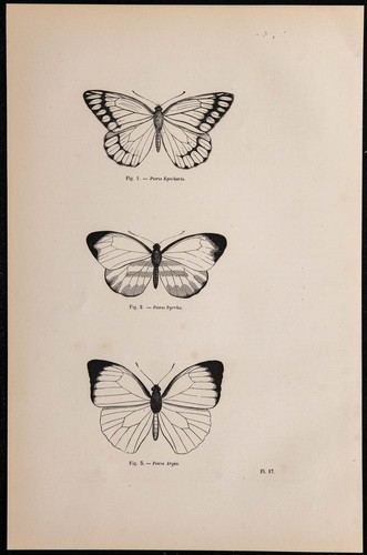 1869 farfalle pieris - pieris,