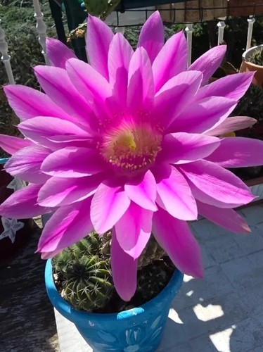Echinopsis trichopsis ibrido - trichopsis,