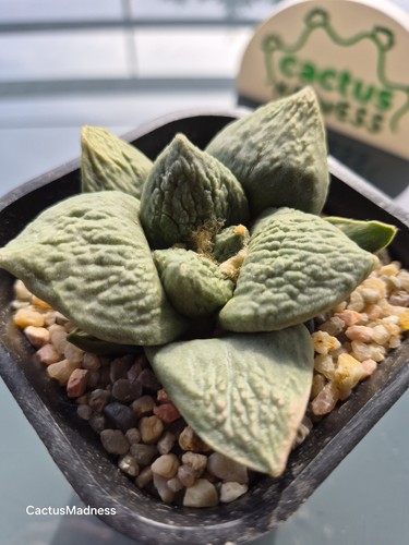 Ariocarpus - ariocarpus, –