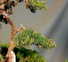 Prebonsai Erica Arborea