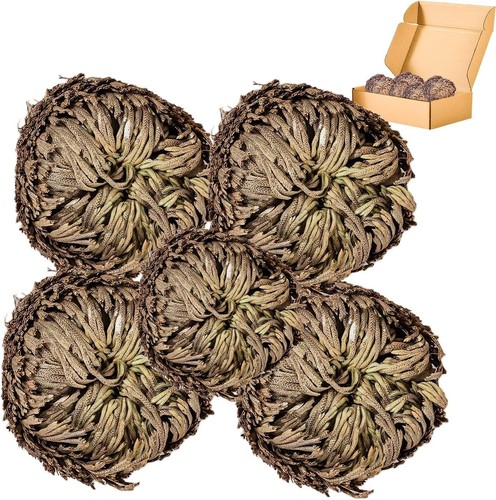 Confezione piante grandi - confezione, 5