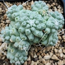 Mammillaria schumannii Inermis