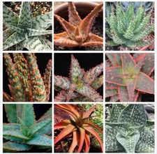 Aloe    Group Mix   S eeds