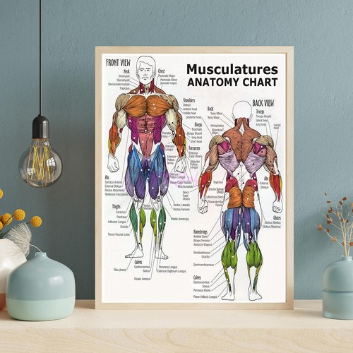 Tabella anatomica muscolatura