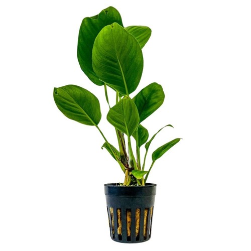 Piante per acquario anubias - per,