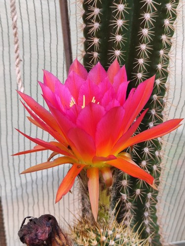 Trichocereus__Hibrid