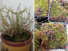 Pianta carnivora Drosera