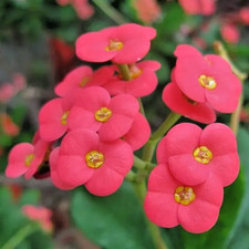 2 PIANTE DI EUPHORBIA MILII DARK PINK _ NETTARIFERA ATTIRA FARFALLE