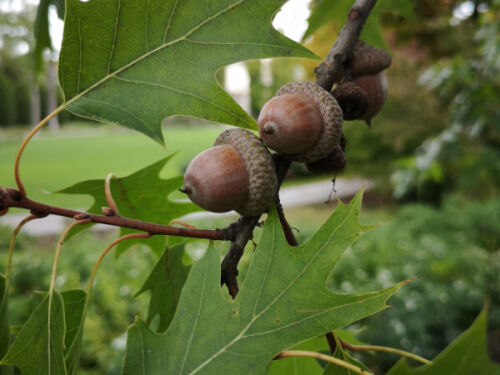 Semi quercia rossa - di,