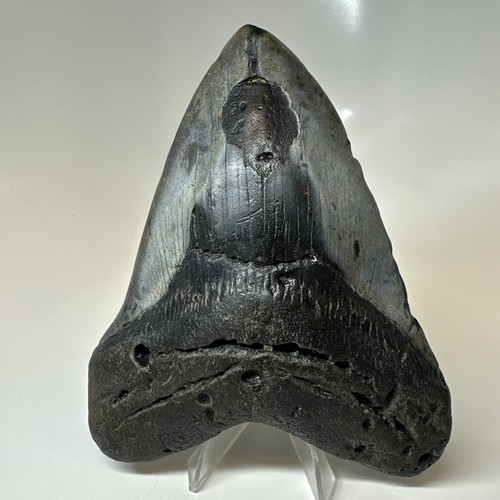 Dente squalo megalodonte - dente,