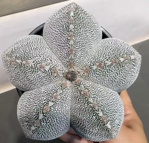 Astrophytum myriostigma