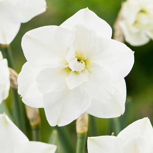 Narcisi bulbi fiori cipolle - bulbi, di