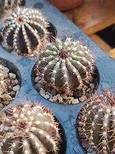Uebelmannia pectinifera cactus piante grasse