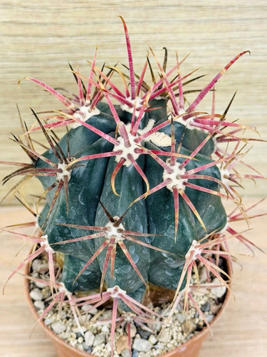 Ferocactus gracilis pot - gracilis, ,