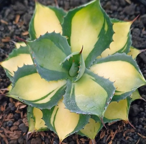 Agave isthmensis mediopicta - agave,