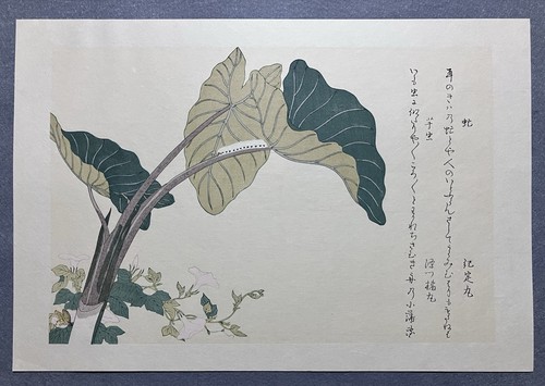 Stampa xilografia kitagawa - stampa,